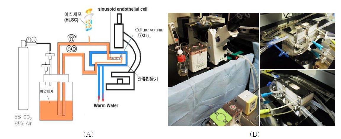 Live cell 관찰용 관류 배양 시스템