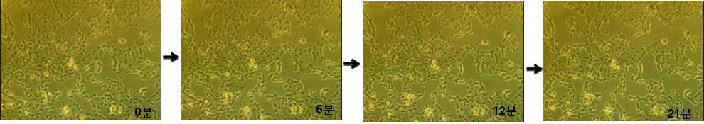 High shear stress (0.34 dyne/cm2) 조건에서 서서히 detach되는 SEC