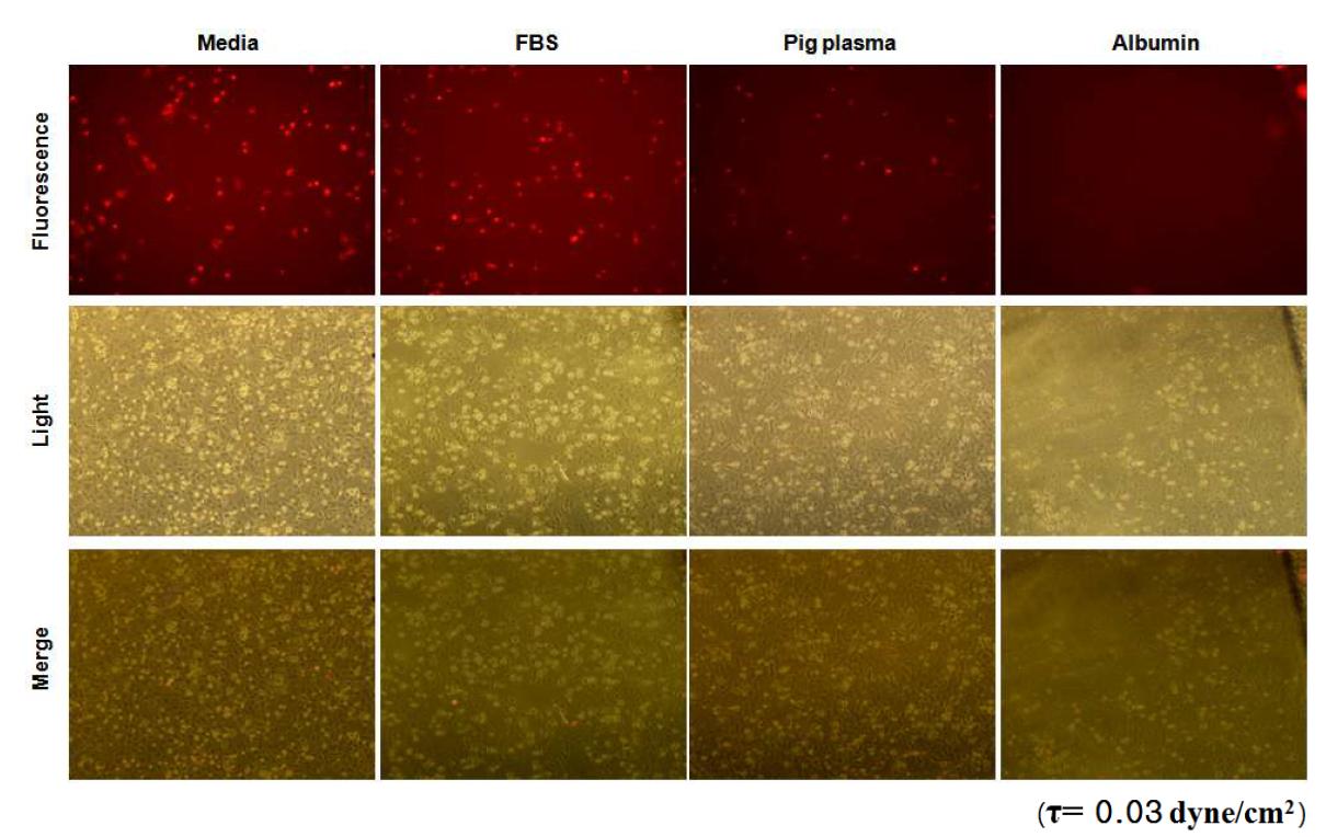 관류용액(media, FBS, pig plasma, 5% human albumin)에 따른 HLSC의 생착 능력 변화