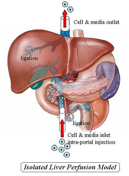 이식 세포 생착 메카니즘 연구를 위한 in vitro 모델 - 적출 간 관류 모델