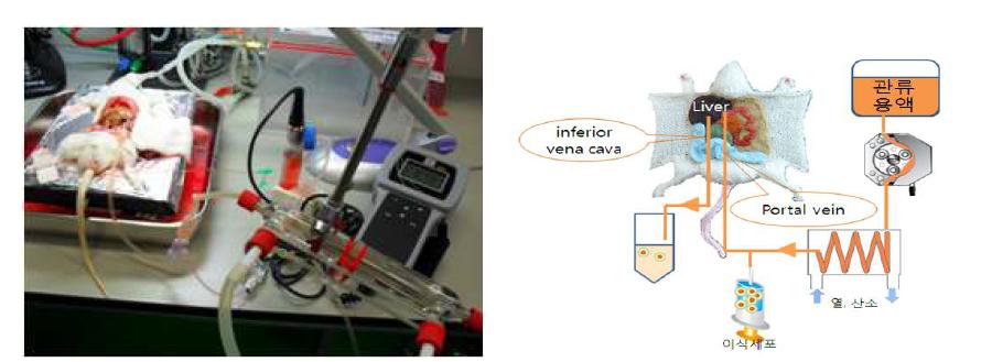 이식세포 간 내 부착 및 포획 특성 관찰을 위한 in situ perfusion model 수립