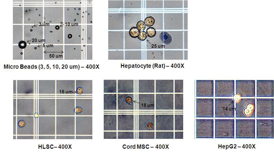Microbead와 injection 시험에 사용된 세포의 크기 비교