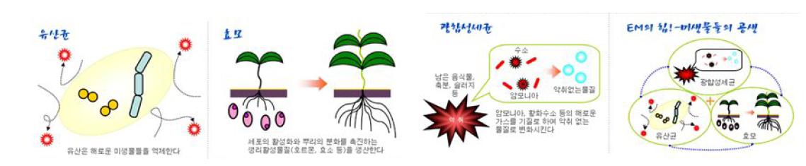 유효미생물의 주요 역할