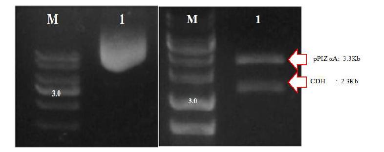 pPICZ-α 벡터와 CDH 유전자의 클로닝 확인