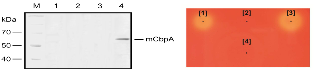 miniCbpA의 CBD 정제 후 SDS-PAGE 와 형질전환체의 CMC plate에서의 활성 확인