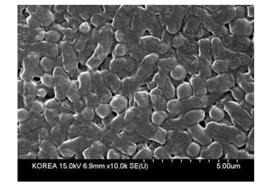 석영 plate위에 P . stipitis가 PEI와 코팅 된 SEM사진
