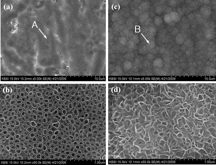 FE-SEM images after immersed in SBF for 10 days. (a) Anodized; (b) Magnification ofpoint A; (c) Anodized, heat-treated, and precalcified (d) Magnification of point B.