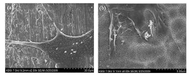 Adhesion of MC3T3-E1 cells after 4 hours of culture incubation. (a) Polished titanium; (b)Precalcified TiO2 nanotubes.