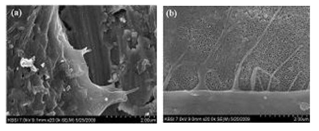 Adhesion of MC3T3-E1 cells after 24 hours of culture incubation. (a) Polished titanium; (b)Precalcified TiO2 nanotubes.