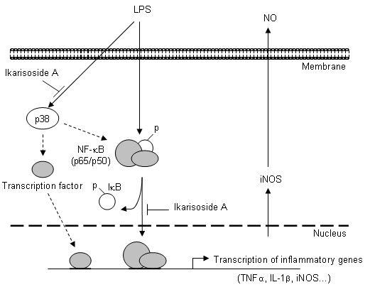A model that Ikarisoside A inhibits NO production via p38 kinase and NF-κB signalingpathways.