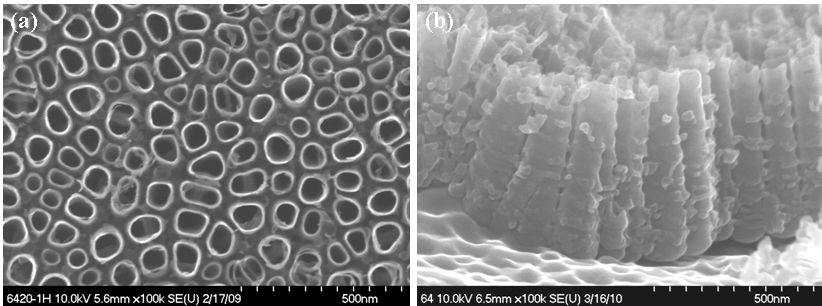 FE-SEM image of the length of TiO2 nanotubes, which were anodized at 20 V for 60 minin containing 20 wt% H2O and1 wt% NH4F glycerol solution. (a) top view; (b) lateral view.