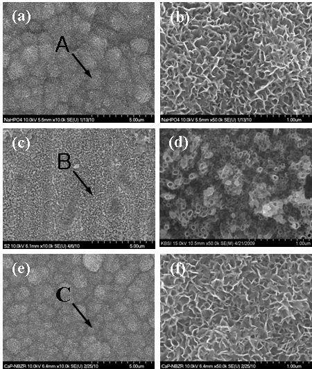 FE-SEM images after immersed in SBF for 10 days. (a) pure Ti, (b) magnification of point A (×50K), (c) Ti-29Nb-4Mo-0.6Zr alloy, (d) magnification of point B (×50K), (e) Ti-32Nb-5Zr alloy, (f) magnification of point C (50K).