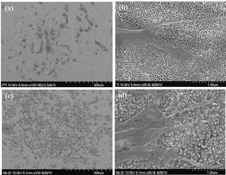Adhesion of MC3T3-E1 cells after 48 hours of culture incubation. (a) and (b) precalcified pure Ti, (c) and (d) precalcified Ti-32Nb-5Zr alloy at (×100) and (×35K), respectively.