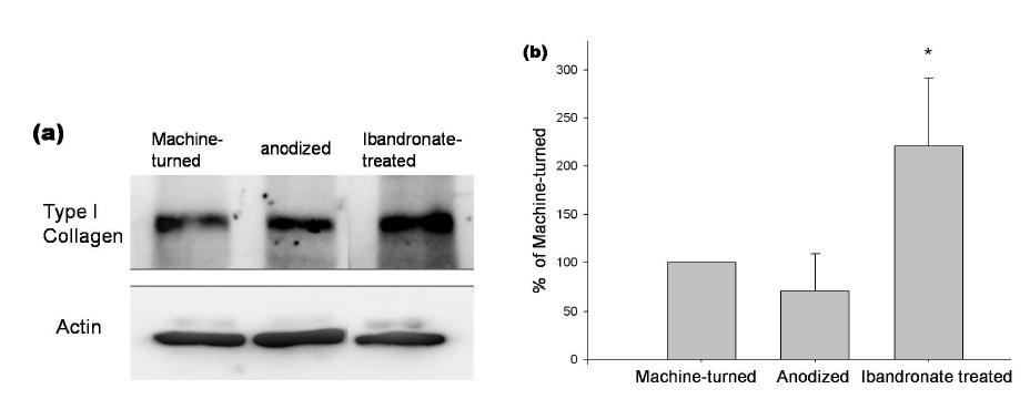 The effect of anodization and ibandronate on type I collagen from rat tibia. (a) Western blotting. (b) 순타이타늄의 Type 1 collagen level을 100%로 한 histogram.