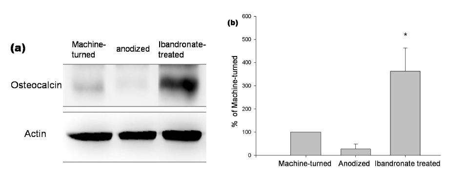 The effect of anodization and ibandronate on Osteocalcin from rat tibia. (a) Westernblotting. (b) 순타이타늄의 Osteocalcin level을 100%로 한 histogram.