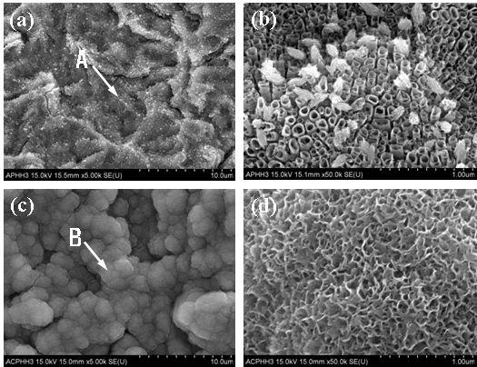 FE-SEM images after immersion in SBF solution for 3 days. (a) uncycle-precalcifiedgroup; (b) magnification of point A; (c) cycle-precalcified group; (d) magnification of point B.