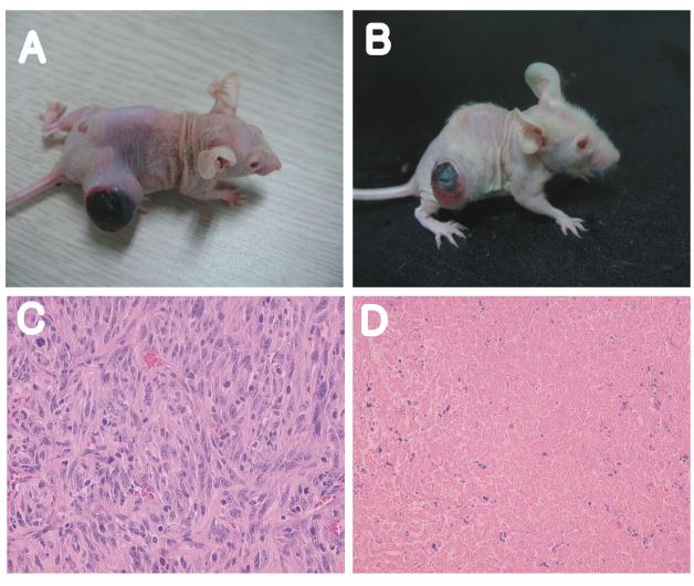 항암 펩타이드 buforin IIb 유도체들의 in vivo anticancer assay.