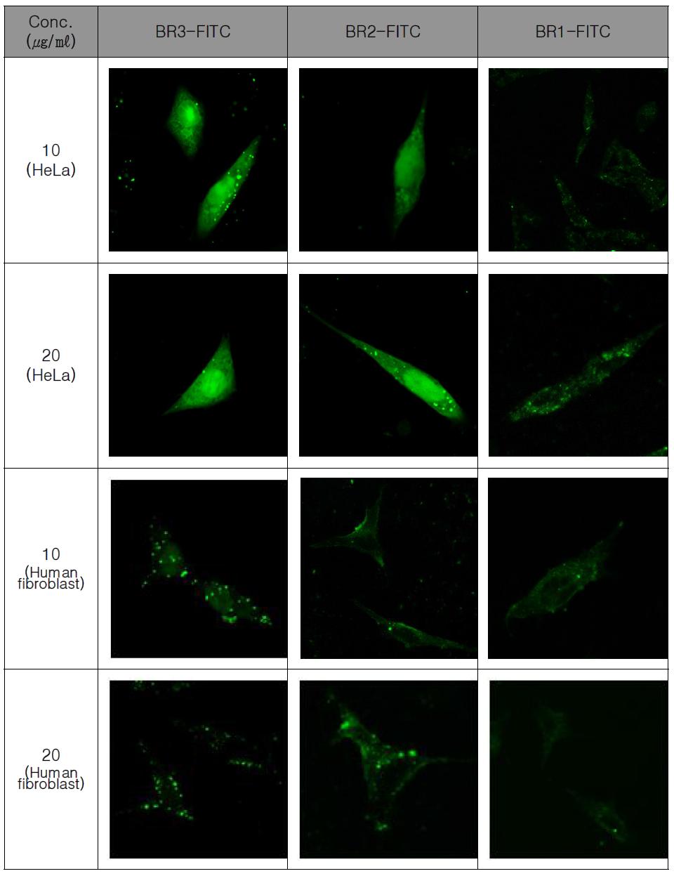 FITC labeling한 buforin II 유도체의 mammalina cell 의 confocal immage.