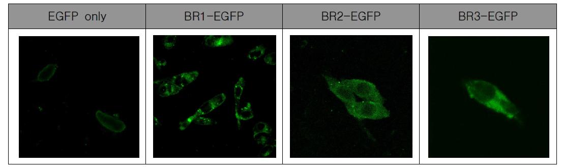 Mammalian cell 내로 buforin II 유도체의 EFGP 수송 능력.