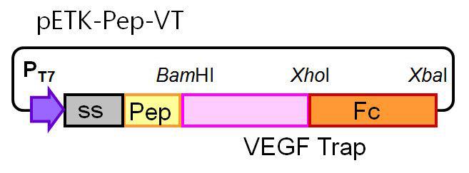 펩타이드와 VEGF Trap이 융합된 단백질을 대장균에서 발현하기 위한 벡터의 모식도