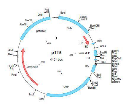 HEK 293E 세포주에서 단백질의 발현량이 많은 벡터 pTT5의 구조