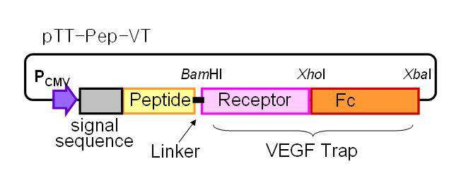 펩타이드와 VEGF Trap이 융합된 단백질 발현을 위한 벡터의 모식도