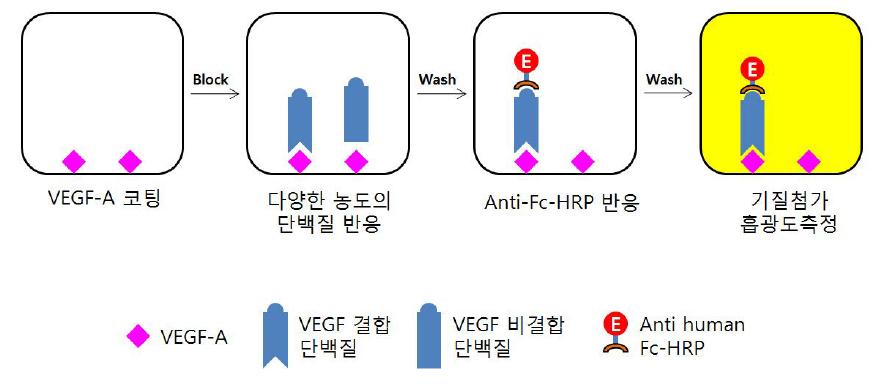 VEGF 단백질과 결합하는 단백질을 검출하기 위한 모식도