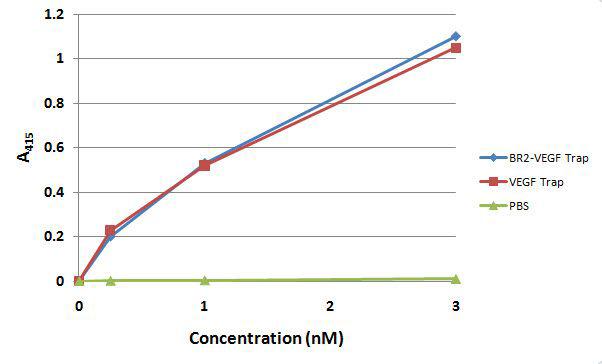펩타이드가 결합된 VEGF Trap의 in vitro에서의 VEGF A 결합력 확인.