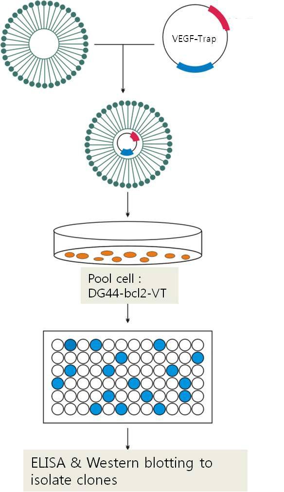 VEGF-Trap 벡터를 이용한 pool 세포와 단일 세포주 제작 과정