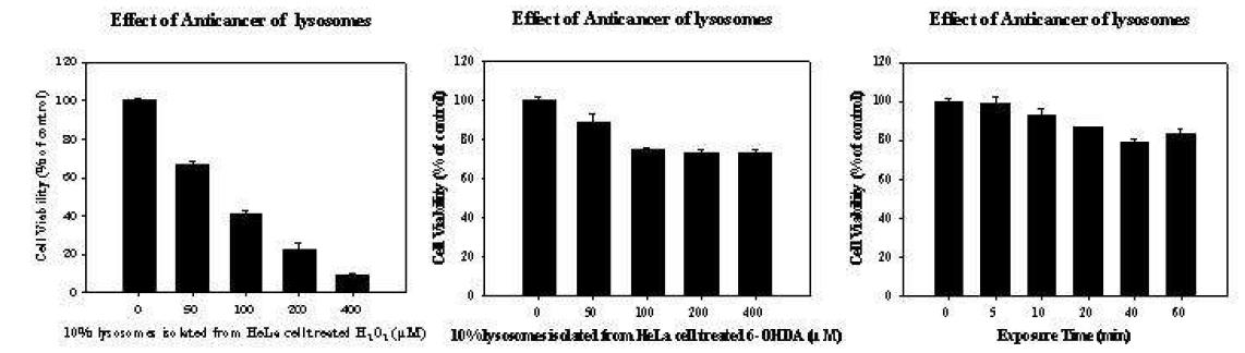 HeLa cell에 H2O2, 6-OHDA, UV를 처리한 후 리소좀의 항암성 분석