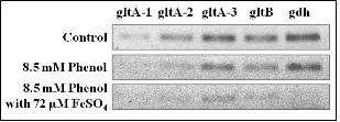 ArgR의 DNA-binding affinity 검증