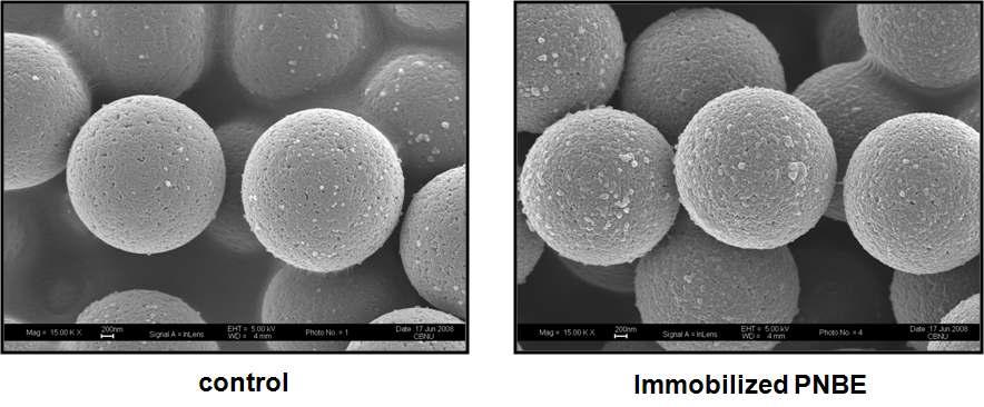 FE-SEM 기법을 이용한 DynabeadsⓇ M-270 Amine magnetic beads에 고정된 PNBE 효소 확인