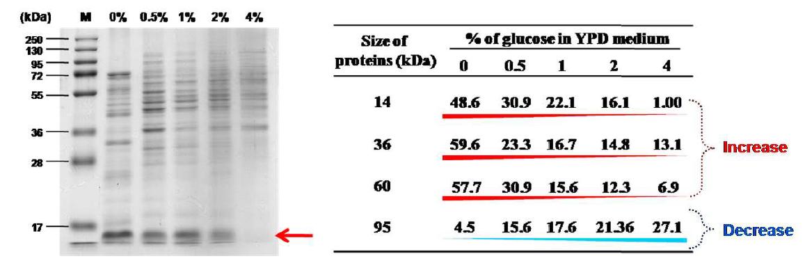 YPD배지의 glucose양을 조절하여 S. cerevisiae의 리소좀 내의 protein 분석