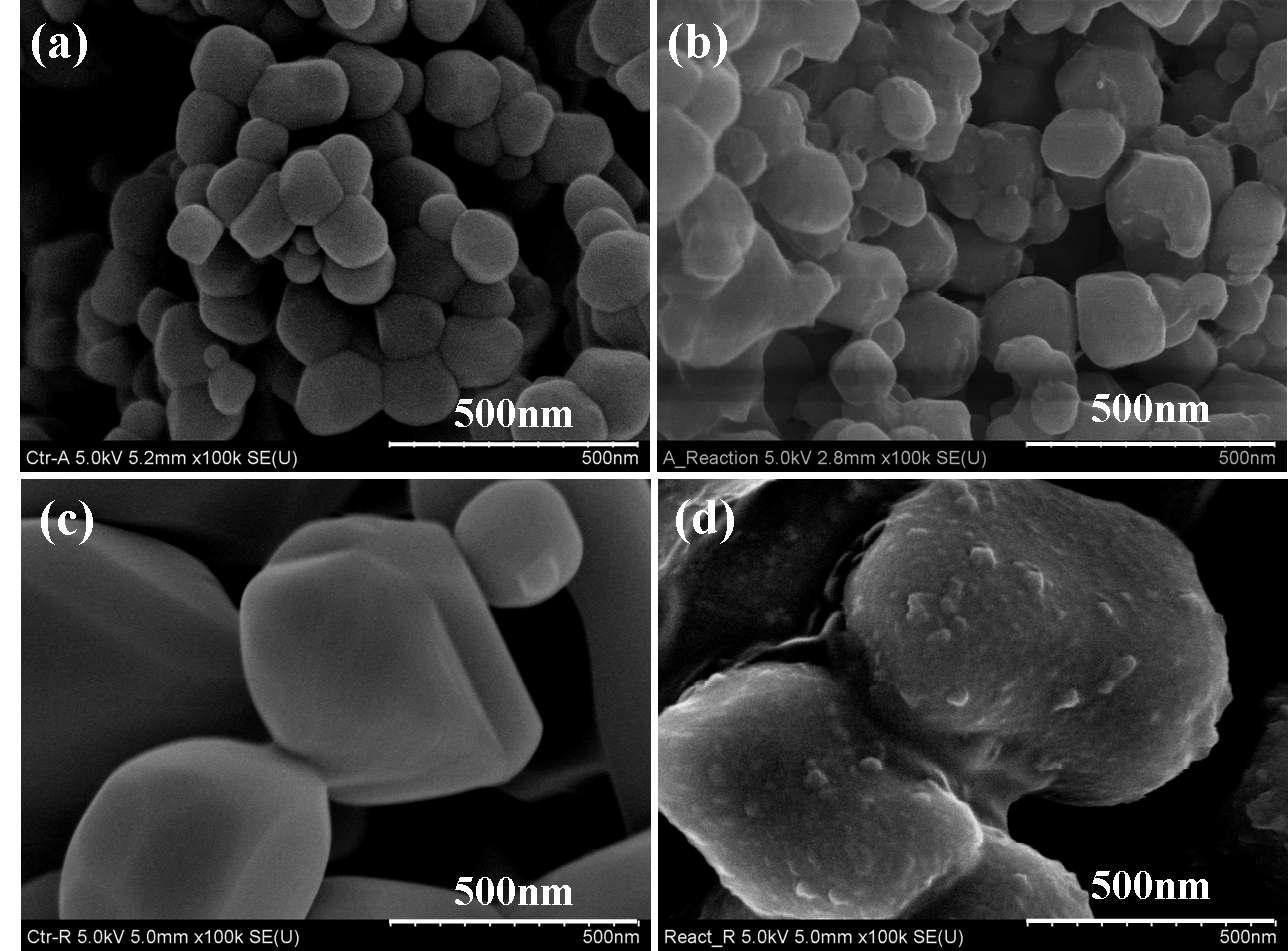 TiO2표면의 효소 고정화 FE-SEM image 분석