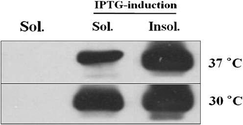 E. coli내에서 온도와 IPTG에 따른 hydrogenase의 발현 분석