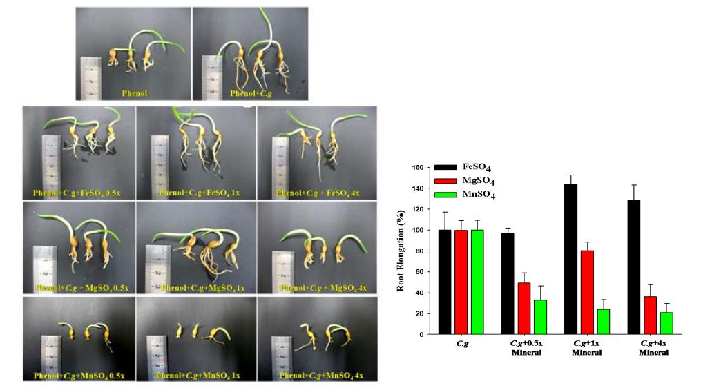 planting 5일 후의 A. setiva(Oat)의 뿌리 신장률