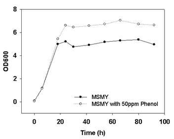 MSMY 배지와 50ppm 페놀을 포함한 MSMY 배지에서의 C. glutamicum의 성장곡선