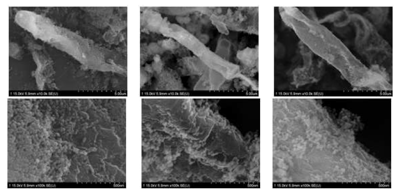 페놀 분해 4번째후의 마그네틱 나노 파티클로 고정화된 C. glutamicum의 FESEM 사진