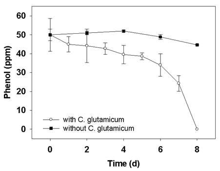 Fe3O4s로 코팅된 C. glutamicum의 페놀 분해 곡선