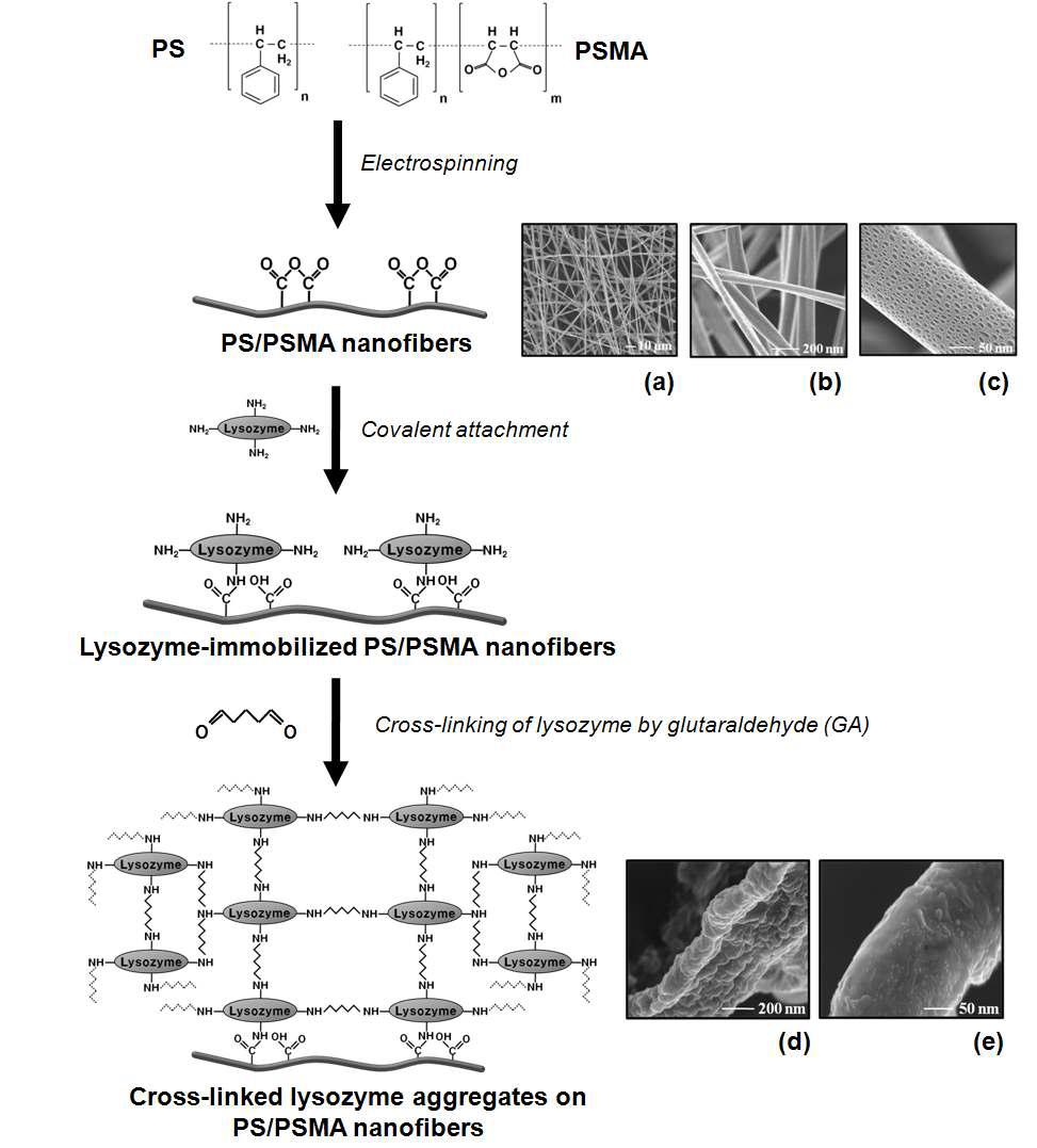 CLEA-lysozyme 고정화 PS/PSMA 나노섬유 제작 모식도