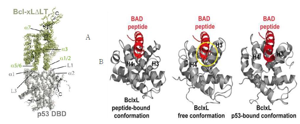 (A) NMR data driven docking 을 이용하여 도출한 Bcl - XL/p53 DBD 복합체의 삼차구조 (B) Bad 펩타이드 결합상태의 Bcl-XL (좌), 단독상태 Bcl-XL (PDB code 1bxl) (중) 및 RDC-refine 된 p53 DBD 결합상태 Bcl-XL 의 삼차구조 비교.