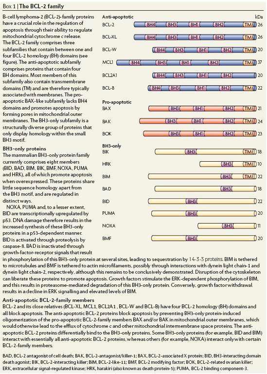 Bcl-2 family 단백질 내 BH (Bcl-2 homology) 도메인의 분포