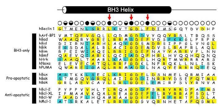 BH3 helix 의 서열적 특징