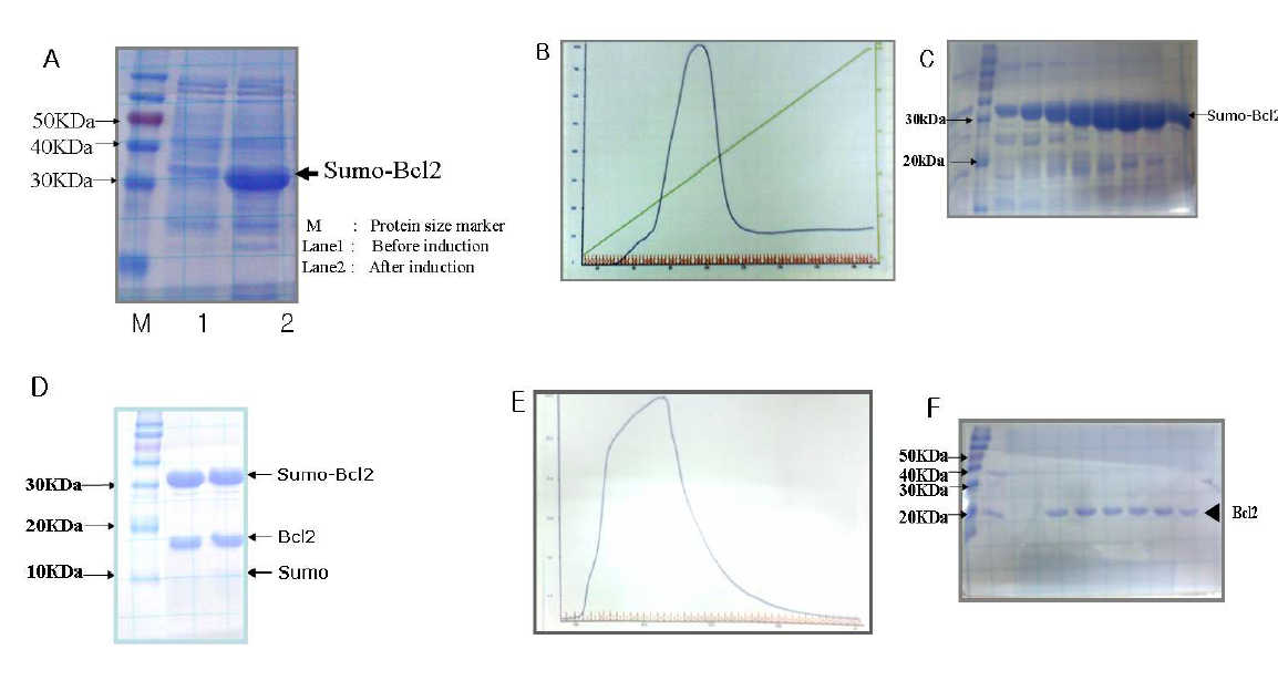 Bcl - 2 단백질의 대량발현 및 정제