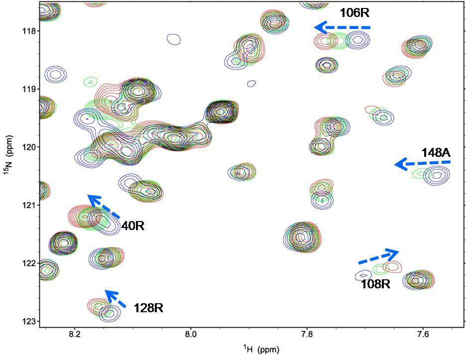 p53 TAD 결합에 의한 Bcl-2 잔기의 NMR chemical shift perturbation.