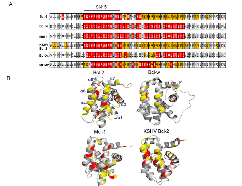 세포사멸 저해 Bcl -2 family 단백질과 p53 TAD간 결합 부위 비교