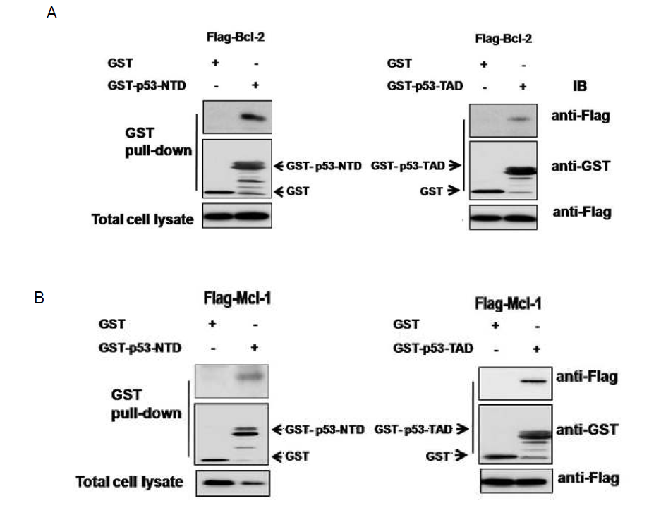 Bosc 23 cell 에서 p53 TND 및 TAD 와 Bcl - 2 family 단백질 간 in vivo 결합 활성 검증