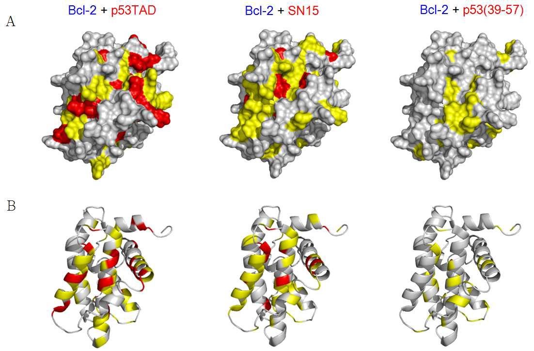 Bcl-2 의 p53 TAD, SN15 및 p53(39-57) (AD39) 펩타이드 binding site mapping.