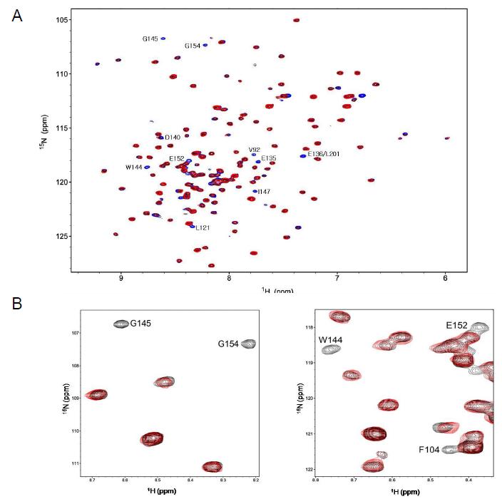 Paramagnetic spin 표지된 Cys-SN15 펩타이드와 15N - labeled Bcl-2 간 결합의 PRE-NMR 분석