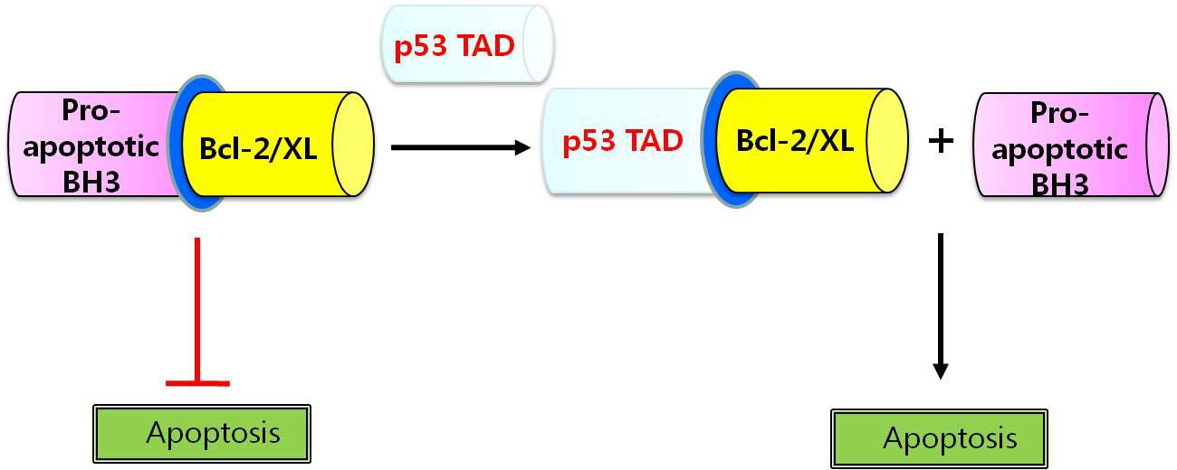 본 연구진에서 제안한 전사 독립적인 세포사멸 경로에서 p53 TAD 의 Bcl-2 저해 기전 모델